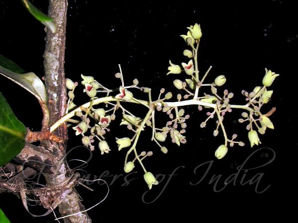 Looking Glass Mangrove